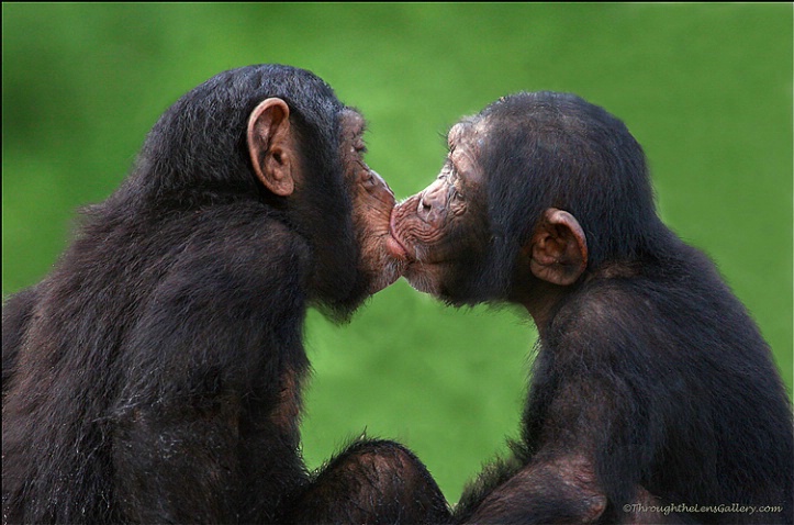 Chimpanzees regularly kiss and groom each other as part of an instinctual process of bonding