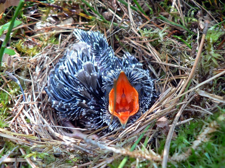 Cuculus_canorus_chick1