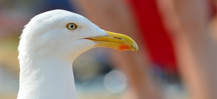 Seagull