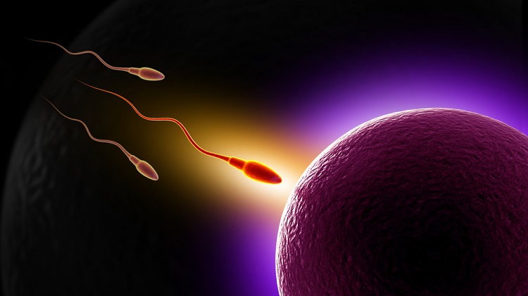 Sperm-eggs-fertilization-pregnancy-Shutterstock-paid